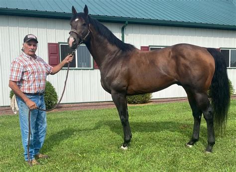 richard miller yellow springs horse|rich miller horse breeder.